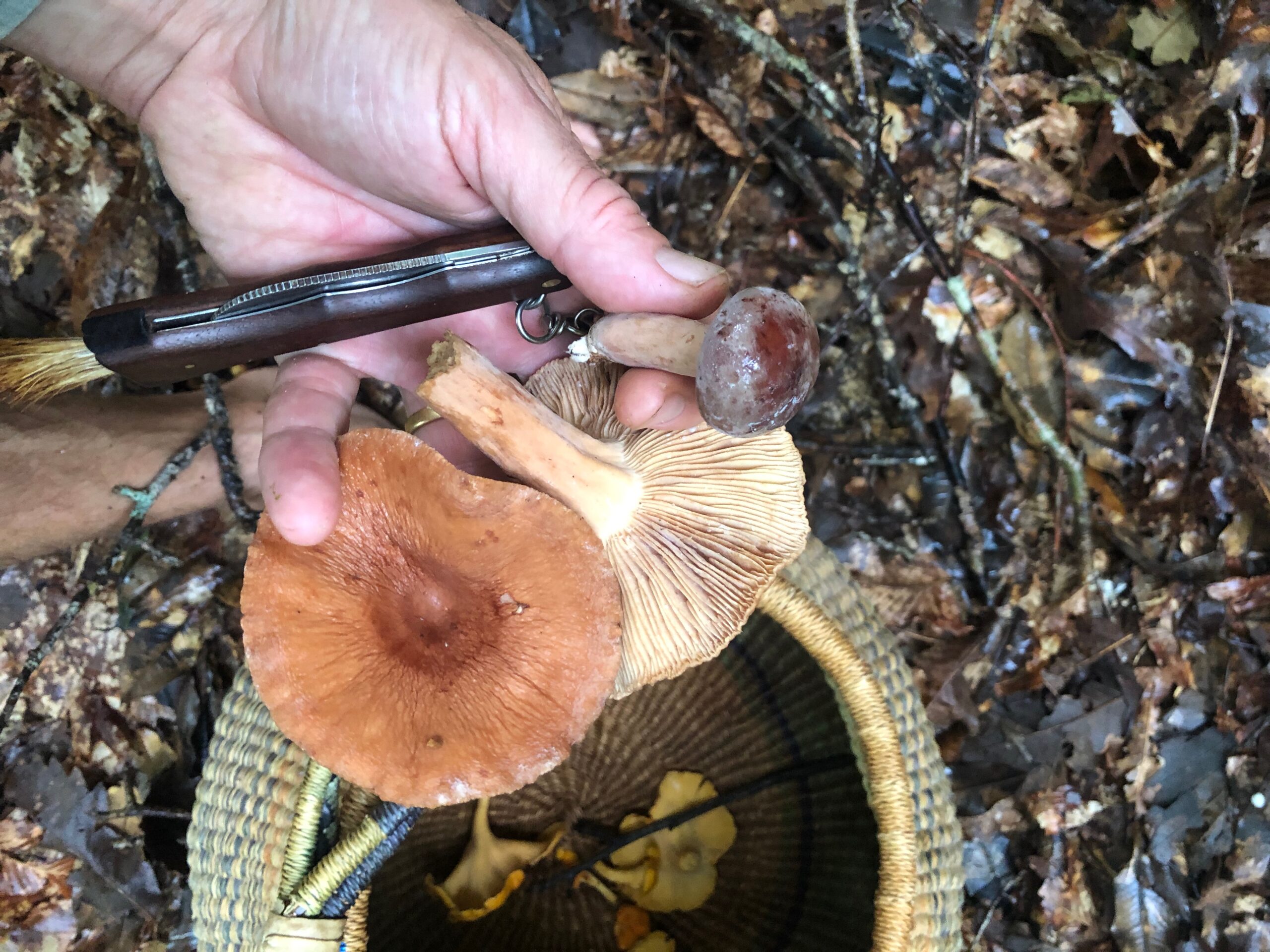 Lactarius(Milky Cap) Mushrooms