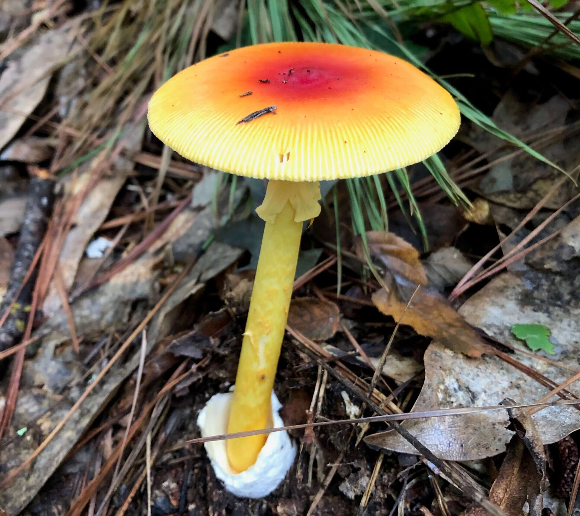 Amanita Jacksonii